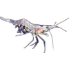 🤩 Эмодзи «Sea Invertebrates» для Telegram