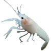 🤩 Эмодзи «Sea Invertebrates» для Telegram