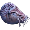 🤩 Эмодзи «Sea Invertebrates» для Telegram
