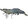 🤩 Эмодзи «Sea Invertebrates» для Telegram
