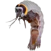 🤩 Эмодзи «Sea Invertebrates» для Telegram