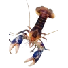 🤩 Эмодзи «Sea Invertebrates» для Telegram