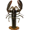 🤩 Эмодзи «Sea Invertebrates» для Telegram