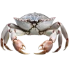 🤩 Эмодзи «Sea Invertebrates» для Telegram