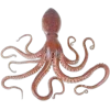 🤩 Эмодзи «Sea Invertebrates» для Telegram