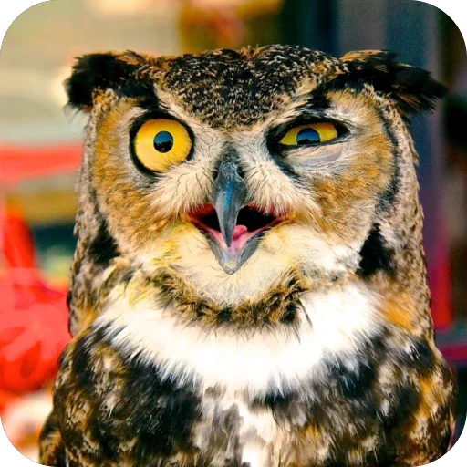 🥴 Стикер «Исполинский козодой» для Telegram