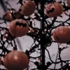 🎃 Эмодзи «Halloween #halloween #status» для Telegram