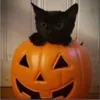 🎃 Эмодзи «Halloween #halloween #status» для Telegram