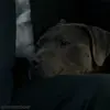 🦮 Эмодзи «John Wick» для Telegram