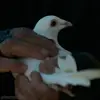 🕊 Эмодзи «John Wick» для Telegram