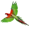 🤩 Эмодзи «Jungle» для Telegram
