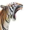 🤩 Эмодзи «Jungle» для Telegram