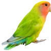 🤩 Эмодзи «Jungle» для Telegram