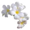 🤩 Эмодзи «Jungle» для Telegram