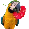 🤩 Эмодзи «Jungle» для Telegram