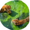 🤩 Эмодзи «Jungle» для Telegram