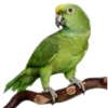 🤩 Эмодзи «Jungle» для Telegram