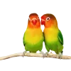 🤩 Эмодзи «Jungle» для Telegram