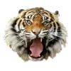 🤩 Эмодзи «Jungle» для Telegram