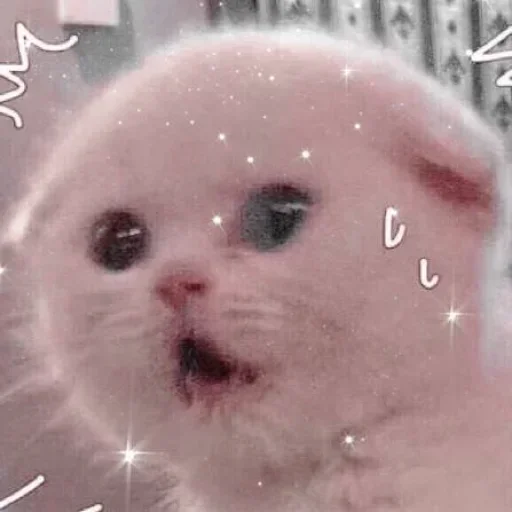 🐱 Стикер «Purrfect Shit» для Telegram