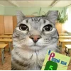 🤩 Эмодзи «Коты премиум» для Telegram