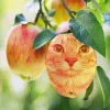 🤩 Эмодзи «Коты премиум» для Telegram