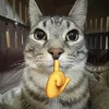 🤩 Эмодзи «Коты премиум» для Telegram
