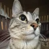 🤩 Эмодзи «Коты премиум» для Telegram