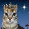 🤩 Эмодзи «Коты премиум» для Telegram