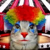 🤩 Эмодзи «Коты премиум» для Telegram