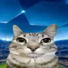 🤩 Эмодзи «Коты премиум» для Telegram