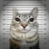 🤩 Эмодзи «Коты премиум» для Telegram