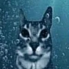 🤩 Эмодзи «Коты премиум» для Telegram