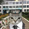 🤩 Эмодзи «Коты премиум» для Telegram