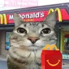 🤩 Эмодзи «Коты премиум» для Telegram