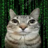 🤩 Эмодзи «Коты премиум» для Telegram