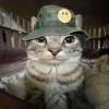 🤩 Эмодзи «Коты премиум» для Telegram