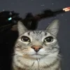 🤩 Эмодзи «Коты премиум» для Telegram