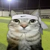 🤩 Эмодзи «Коты премиум» для Telegram