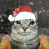 🤩 Эмодзи «Коты премиум» для Telegram