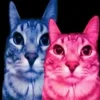 🤩 Эмодзи «Коты премиум» для Telegram