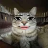 🤩 Эмодзи «Коты премиум» для Telegram