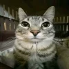 🤩 Эмодзи «Коты премиум» для Telegram