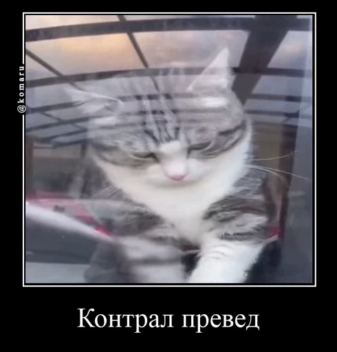 👋 Стикер «Банда камароф» для Telegram