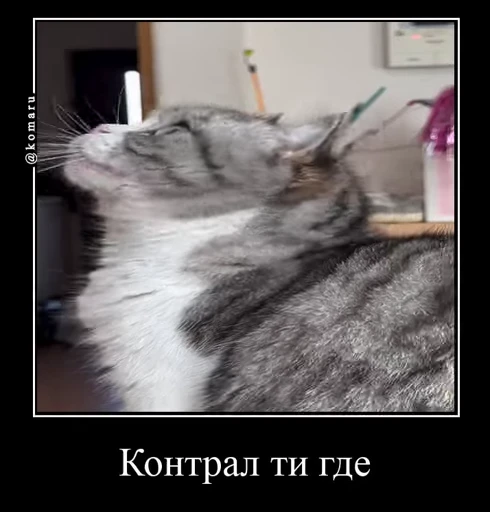 🔎 Стикер «Банда камароф» для Telegram