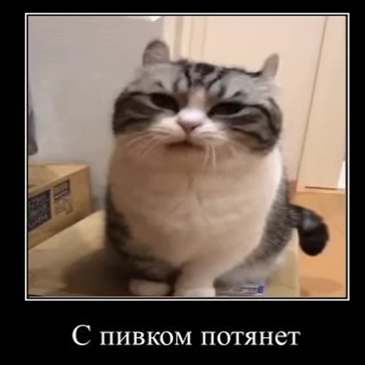 🍺 Стикер «Банда камароф» для Telegram