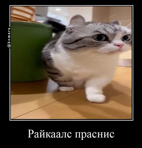 😴 Стикер «Банда камароф» для Telegram