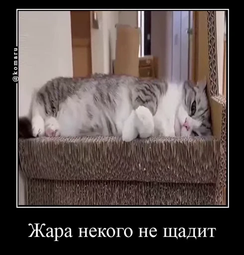 🥵 Стикер «Банда камароф» для Telegram