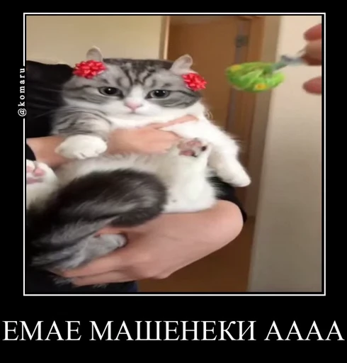 🏴 Стикер «Банда камароф» для Telegram