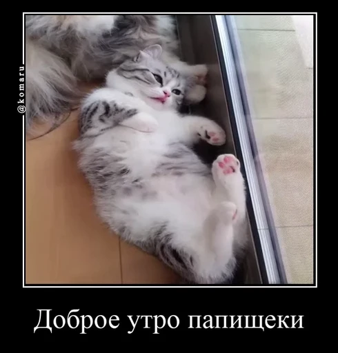 🌞 Стикер «Банда камароф» для Telegram